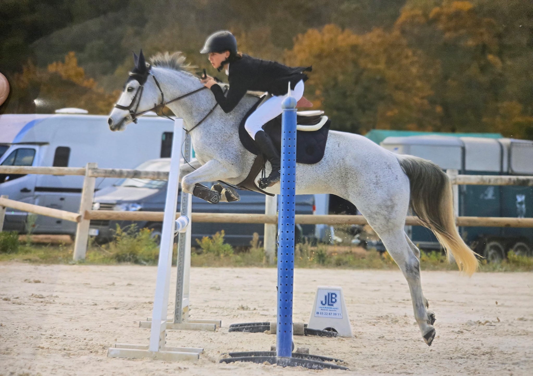 Articulations et tendons du cheval de saut : 6 leviers pour préserver ses locomoteurs