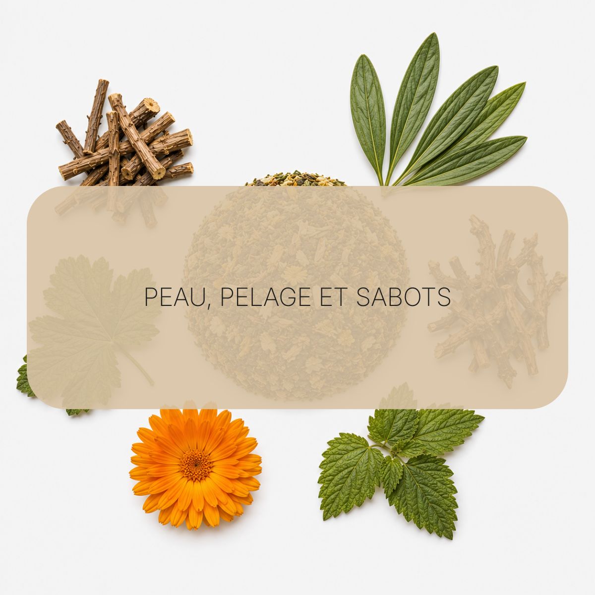 Texte alternatif de l'image