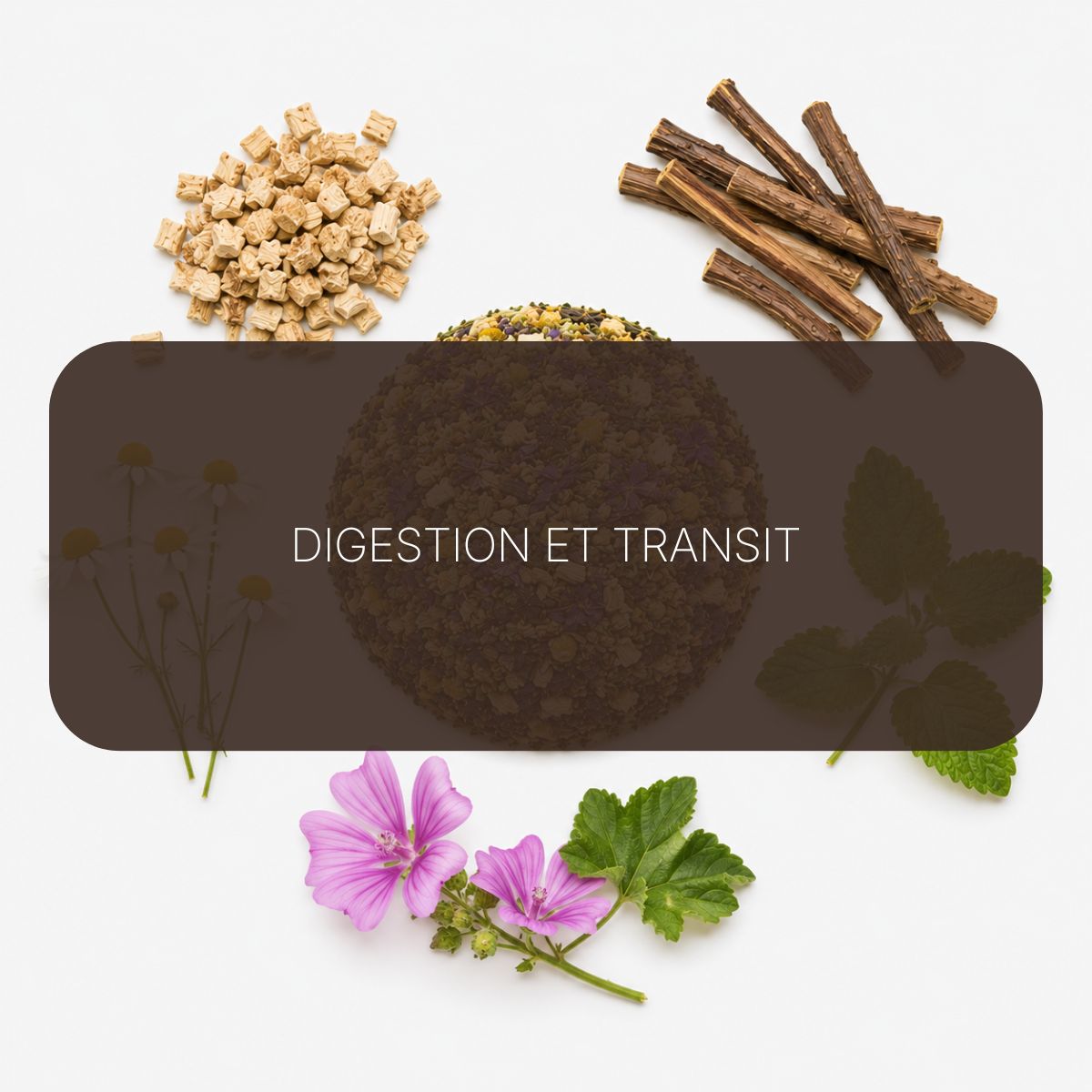 Texte alternatif de l'image