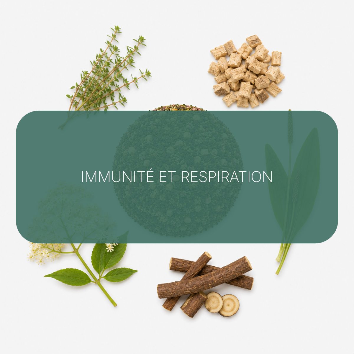 Texte alternatif de l'image