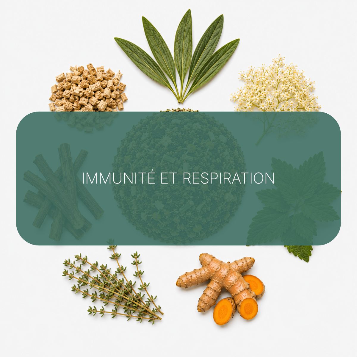 Texte alternatif de l'image