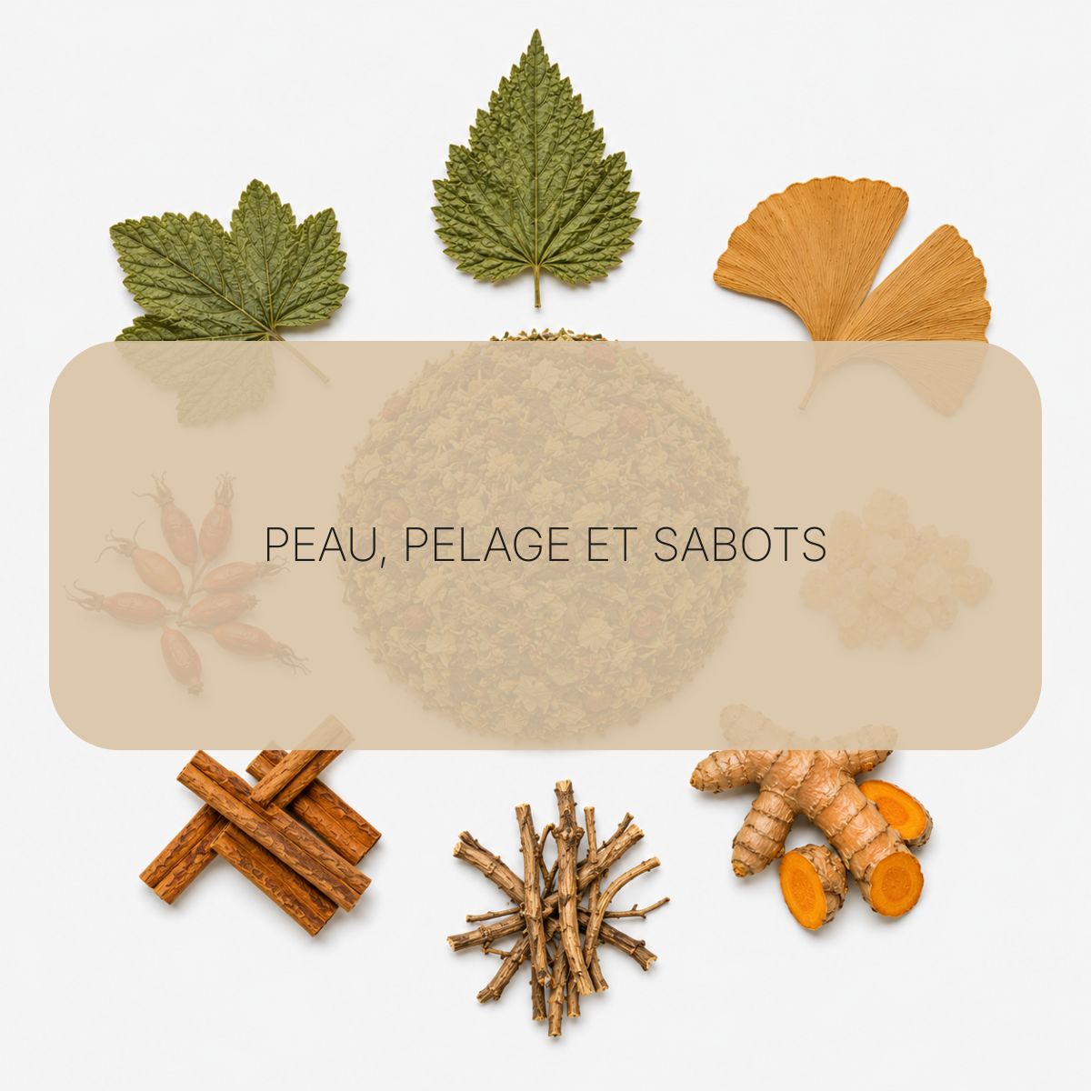 Texte alternatif de l'image
