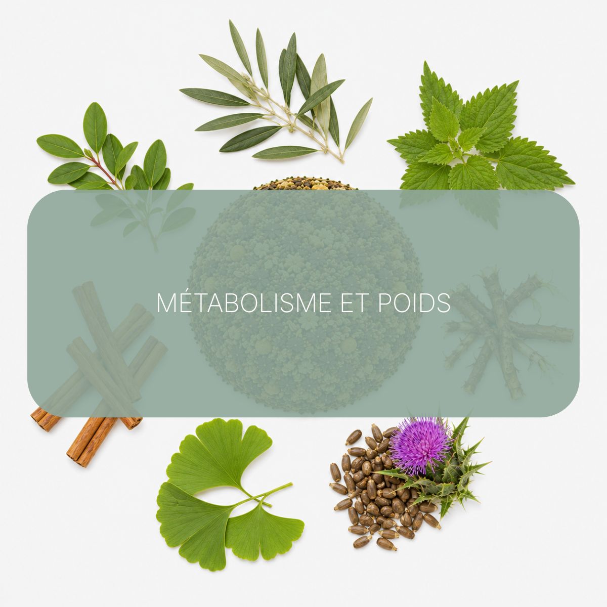 Recette Slim-Équin BIO