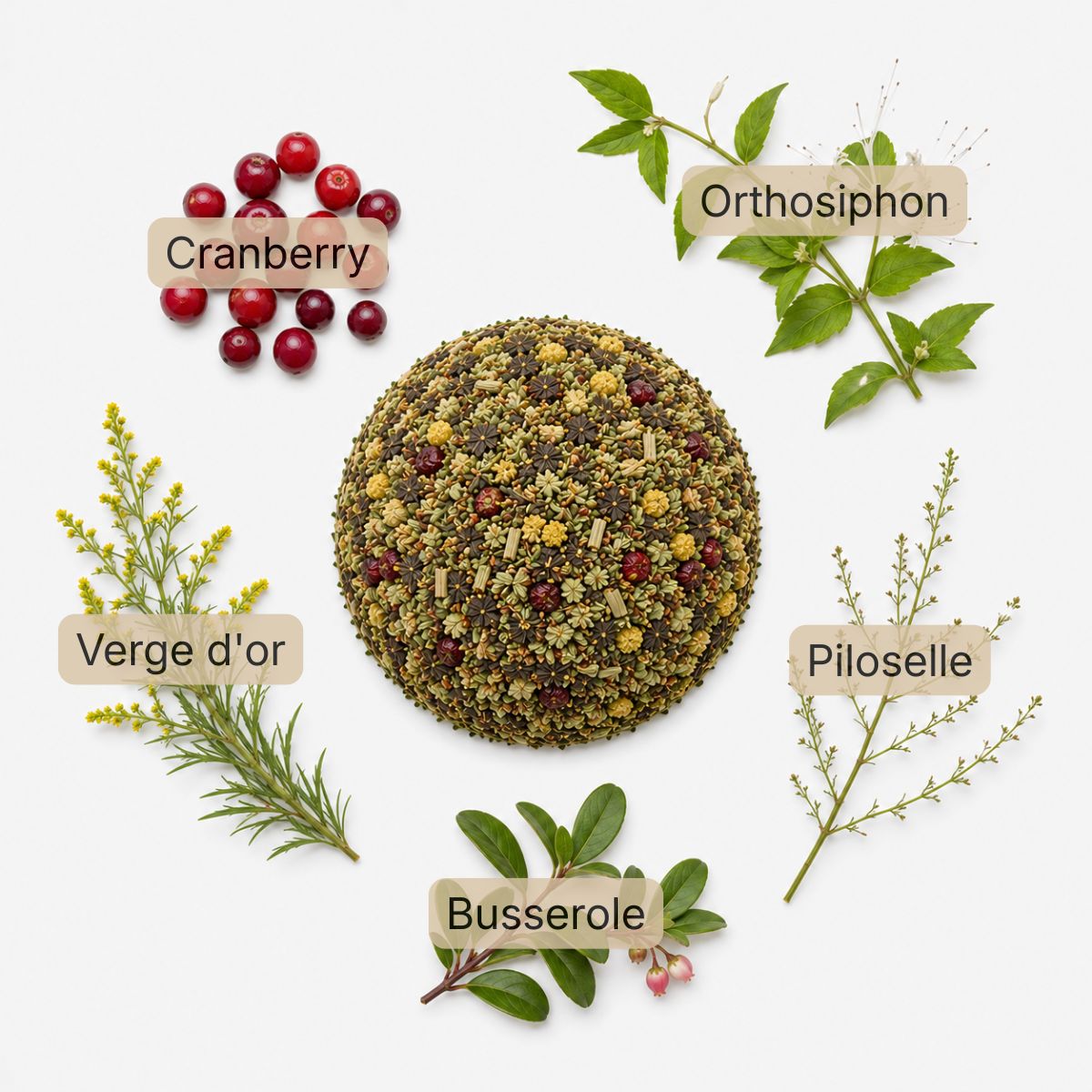Recette Uro-Zen BIO
