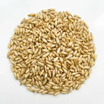 Oranger Bigaradier Bouton Entier BIO